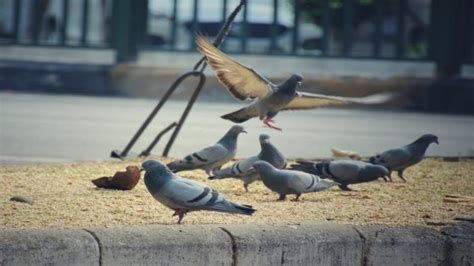 تفسير الحمامه الصغيره في الحلم