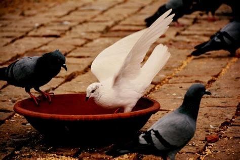 تفسير الحمام الرمادي في الحلم