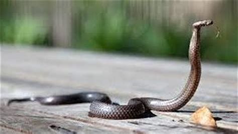 تفسير الثعبان في المنام