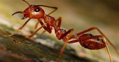 تفسير الراديو في الحلم و الاستماع الى راديو في المنام