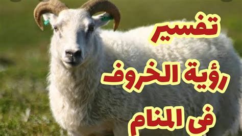 تفسير الخروف في الحلم رؤيا الخرفان في المنام