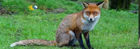 تفسير الثعلب في المنام رؤيا ثعلب في الحلم