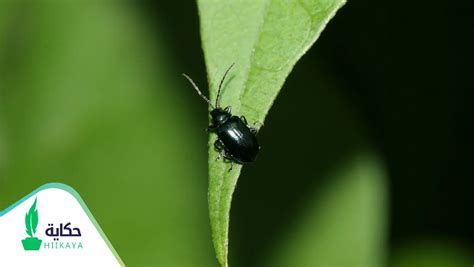 تفسير الخنفساء في الحلم رؤية خنفساء في المنام