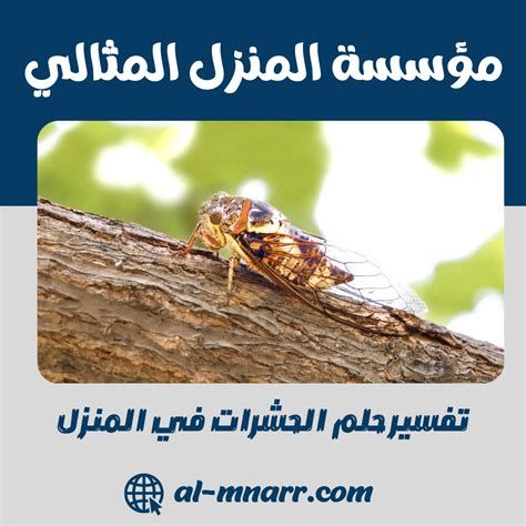 تفسير الحشرات في الحلم رأيت حشرات في المنام