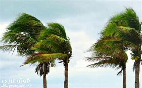 تفسير الريح في المنام و رياح العاصفه في الحلم