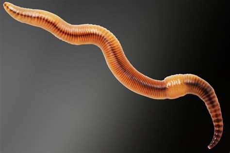 تفسير الدود في حلم الحامل