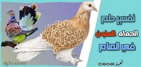 تفسير الحمامه الملونه في الحلم