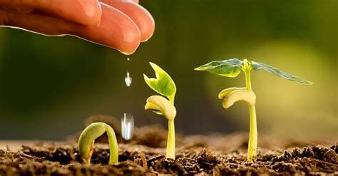 تفسير الزراعه في المنام رؤيا زراعه في الحلم