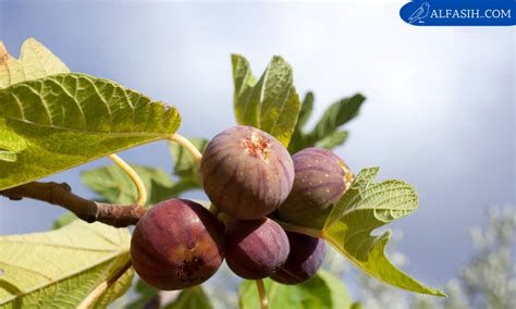 تفسير التين في الحلم رؤية التين في المنام
