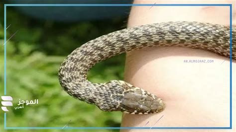 تفسير الجزيرة في الحلم معنى جزيره في المنام