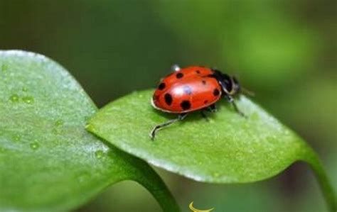 تفسير الخنفساء في الحلم رؤية خنفساء في المنام