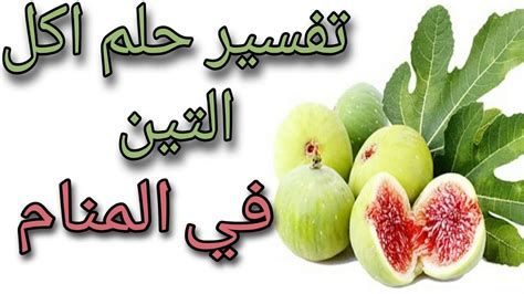 تفسير التين في الحلم رؤية التين في المنام