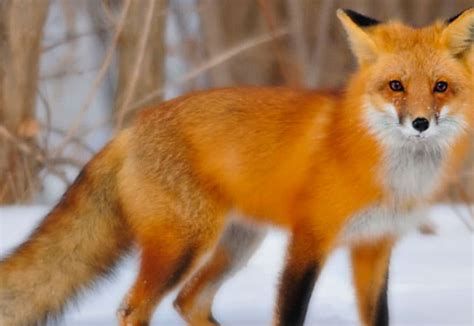 تفسير الثعلب في المنام رؤيا ثعلب في الحلم