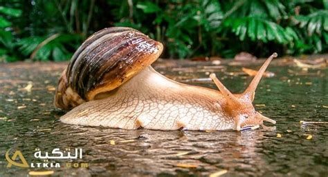 تفسير الحلزون في الحلم و رؤية حلزون في المنام