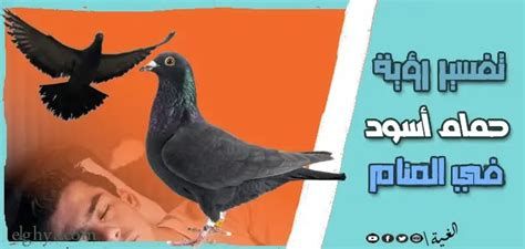 تفسير الحمام في الحلم رؤية الحمام في المنام