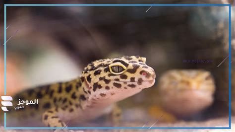 تفسير الرافعه في الحلم معنى الرافعات في المنام