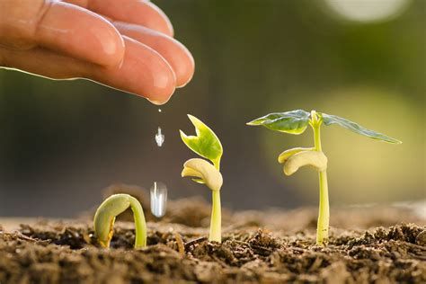 تفسير الري في المنام رؤيا سقي الارض في الحلم