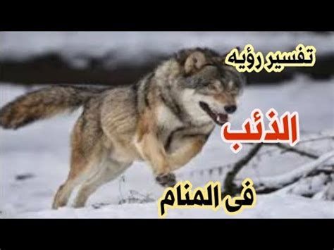 تفسير الذئب في الحلم لابن سيرين الذئب في المنام