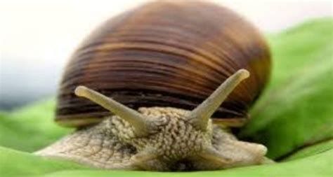 تفسير الحلزون في الحلم و رؤية حلزون في المنام