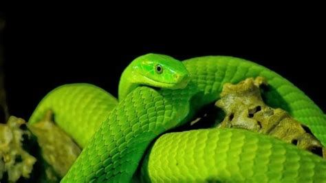 تفسير الثعبان في المنام