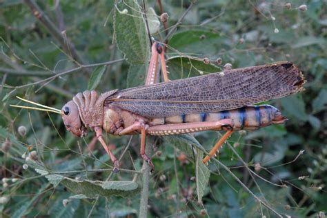 تفسير الجراد في الحلم و رؤية الجراده في المنام