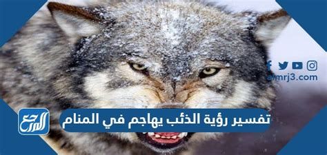 تفسير الذئب في الحلم لابن سيرين الذئب في المنام