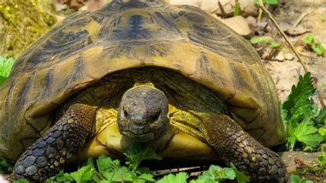 تفسير السلحفاة في الحلم بالتفصيل