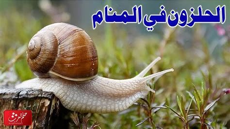تفسير الحلزون في المنام رؤية اكل حلزون في الحلم