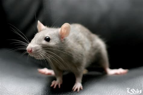 تفسير الخيانة في المنام