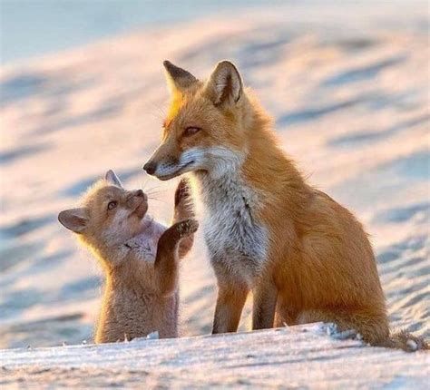 تفسير الثعلب في المنام رؤيا ثعلب في الحلم