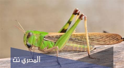 تفسير الجمر في الحلم رؤيا الجمره في المنام