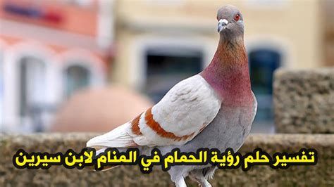 تفسير الحمامه الملونه في الحلم
