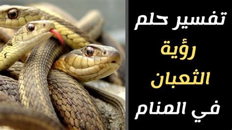 تفسير الثعبان في المنام