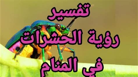تفسير الحشرات في الحلم رأيت حشرات في المنام