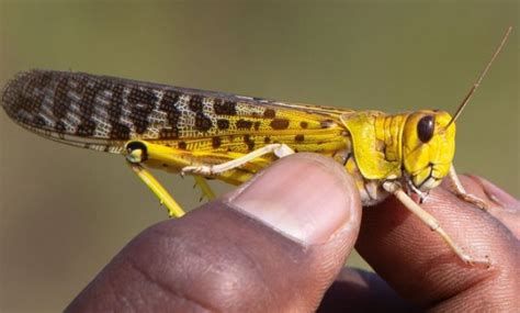 تفسير الجراد في الحلم و رؤية الجراده في المنام