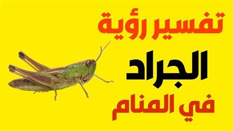 تفسير الجراد في الحلم و رؤية الجراده في المنام