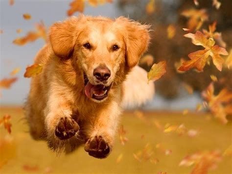 تفسير الرساله في الحلم رؤيا المسجات في المنام