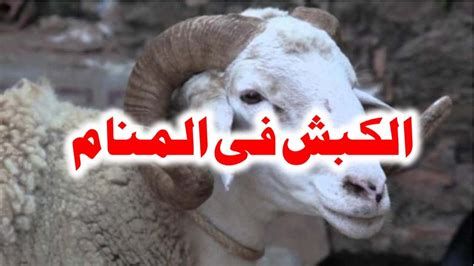 تفسير الخروف في الحلم رؤيا الخرفان في المنام