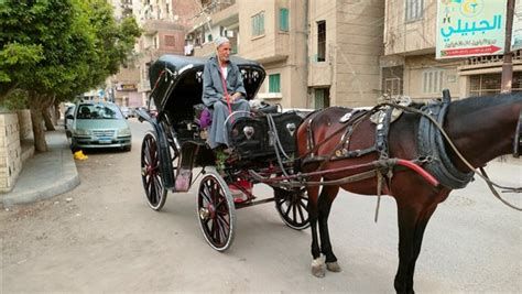 تفسير الحنطور في المنام رؤية ركوب حنطور في الحلم