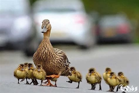 تفسير البط في الحلم رؤية البط في المنام