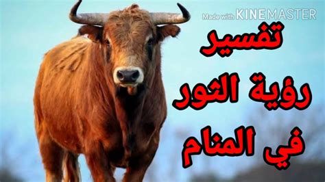 تفسير الثور في المنام وحلم هجوم الثور الهائج