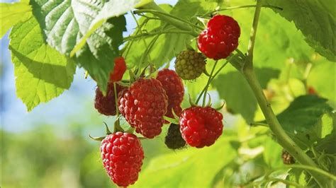 تفسير التوت في الحلم للامام الصادق رؤية التوت في المنام