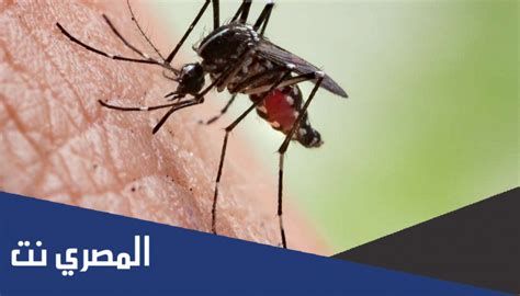 تفسير البعوض في الحلم لابن سيرين رؤية بعوضه في المنام