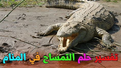تفسير التمساح في الحلم معنى رؤيا التمساح في المنام