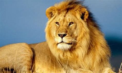 تفسير الاسد في الحلم رؤية الاسد يهاجمني في المنام