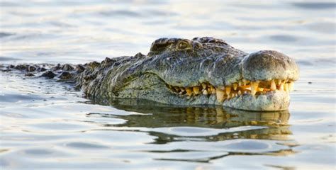 تفسير التمساح في الحلم معنى رؤيا التمساح في المنام