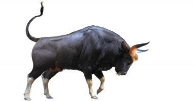 تفسير الثور في المنام وحلم هجوم الثور الهائج