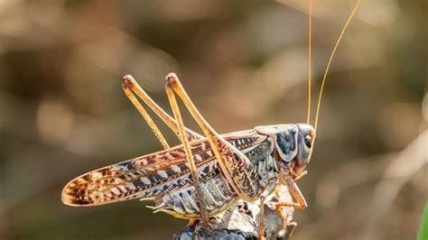 تفسير الجراد في الحلم معنى الجراد في المنام