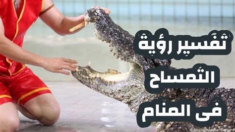 تفسير التمساح في الحلم معنى رؤيا التمساح في المنام