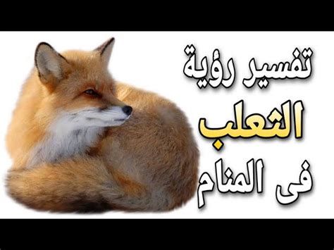 تفسير الثعلب في الحلم رؤية ثعلب في المنام لابن سيرين